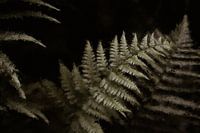 Ferns in oil