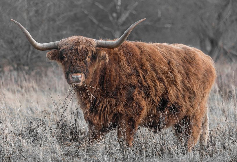 Scottish Highlander eats grass by Ans Bastiaanssen