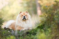 Chowchow-Hund im Wald