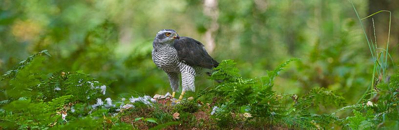 Havik panorama par Kneeke .com