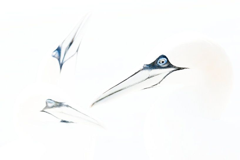 Blaue Augen von Ed van Loon