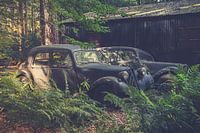 Alteingesessene im Wald.