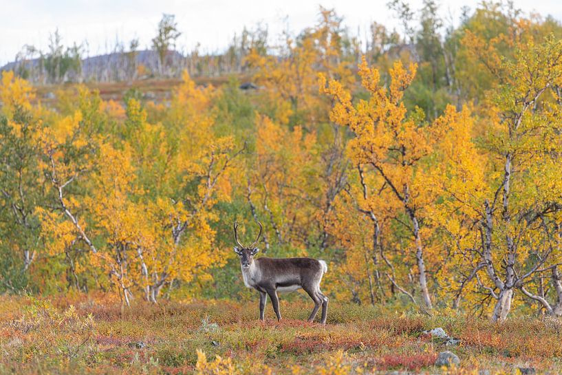 Des rennes près du parc national d'Abisko, dans l'automne coloré de la Laponie par Jiri Viehmann