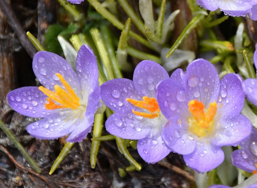 Die ersten Krokusse im Garten von Claude Laprise