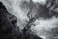 DE SCHOONHEID VAN EEN DODE BOOM