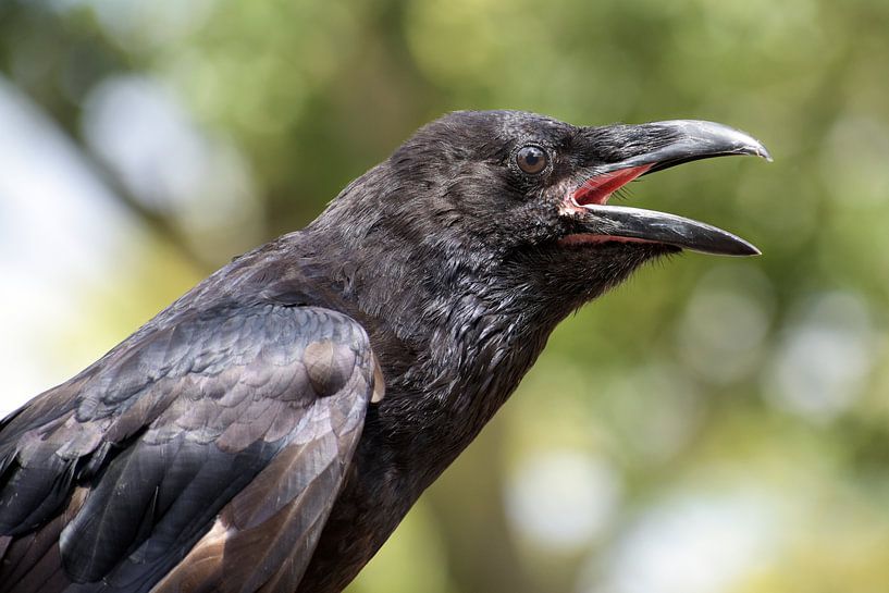 portrait d'un jeune corbeau criard (Corvus corax), un grand passereau tout noir, également appelé co par Maren Winter