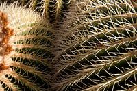 Close-up cactus
