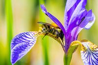 Bij op kleurrijke bloem