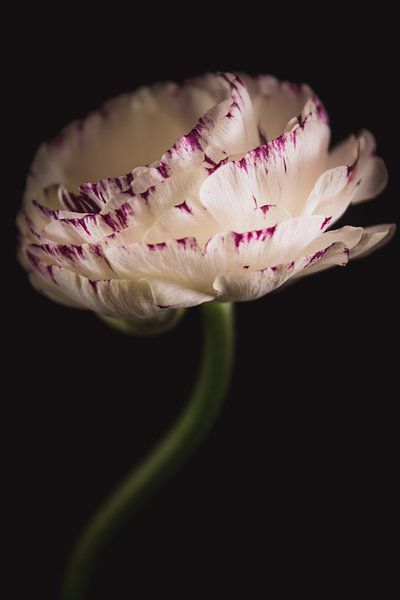 Renoncule d'art par Sandra Hazes