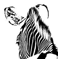 Zebra portrait black white