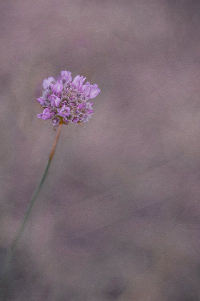 LILA // purple rain by Rita Kuenen