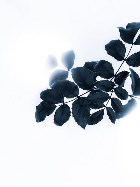 Grüne Blätter von Maria Almyra