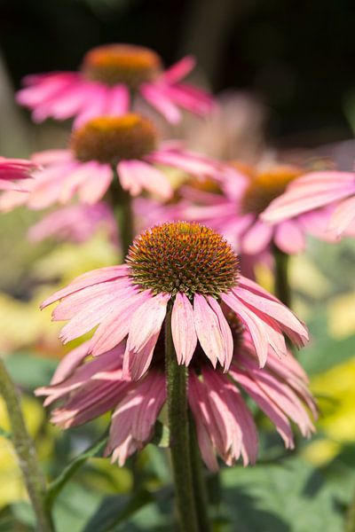 Blühende Echinacea oder Sonnenhut von Danielle Roeleveld