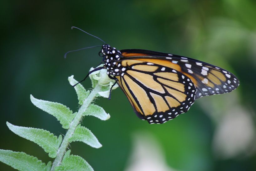 Vlinder von Willemijn van Donkelaar