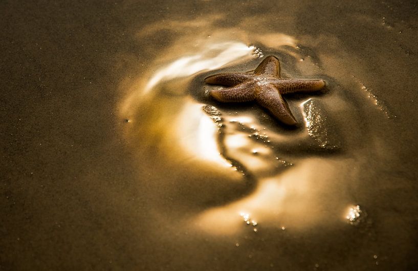 Étoile de mer dans la lumière dorée du soleil par Danny Slijfer Natuurfotografie