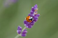 lieveheerstbeestje op een lavendel