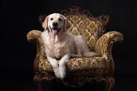 The queen on her throne