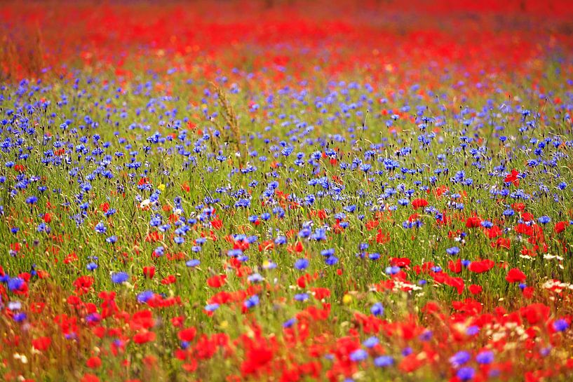 in between ( poppie and cornflowerfield) par Els Fonteine