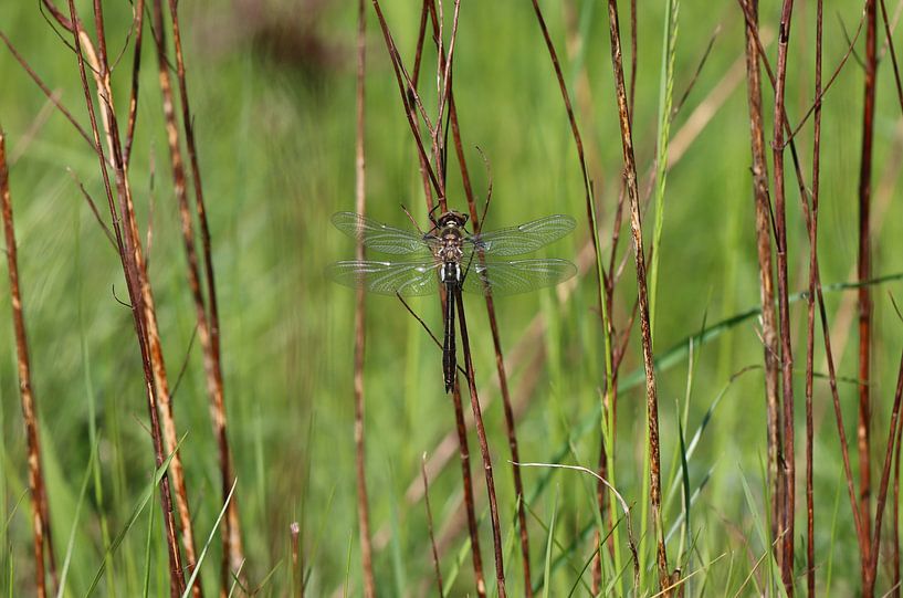Falkenlibelle von Matthias Brix