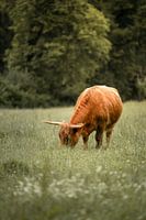 Vache Highlander au pâturage