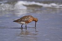 Grutto foerageren langs het strand van Texel