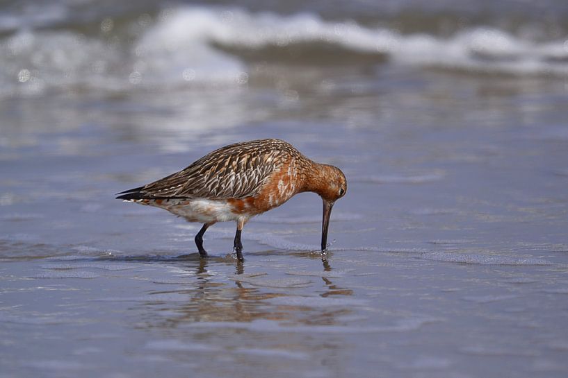 Grutto foerageren langs het strand van Texel von Hans Oudshoorn