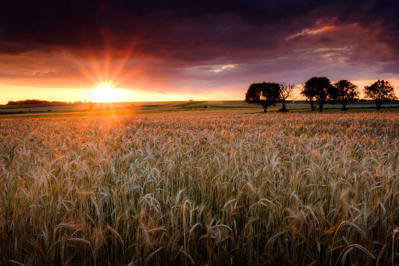 Le champ de maïs par Nando Harmsen