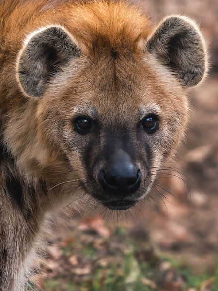 Portrait of a Hyena by Jolanda Aalbers