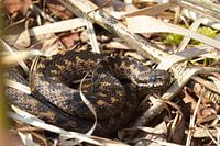 viper in het Haaksbergerveen