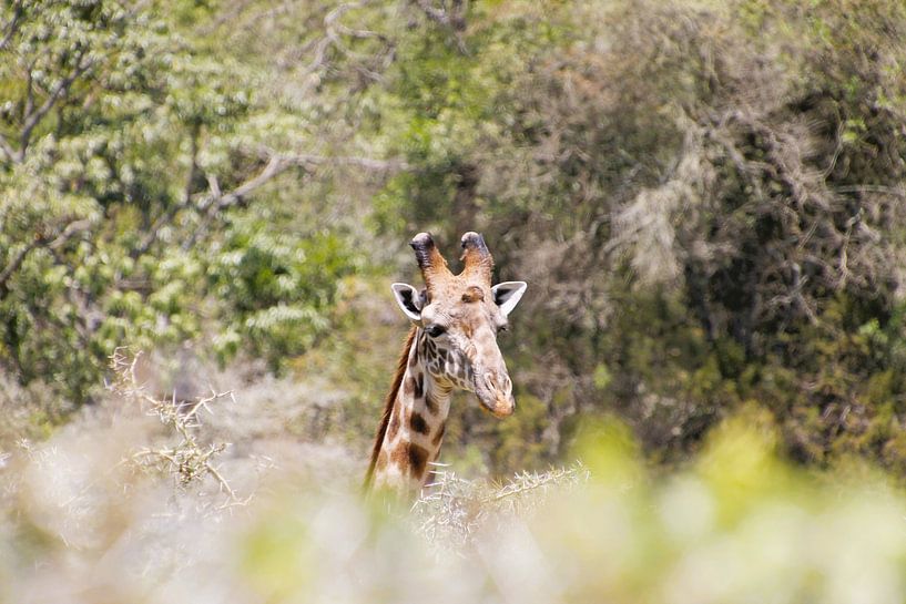 Giraf in het Arusha National Park in Tanzania von Anita Tromp