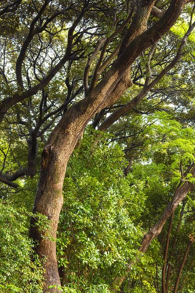 Jardin national de Shinjuku Gyoen (Japon) par Marcel Kerdijk