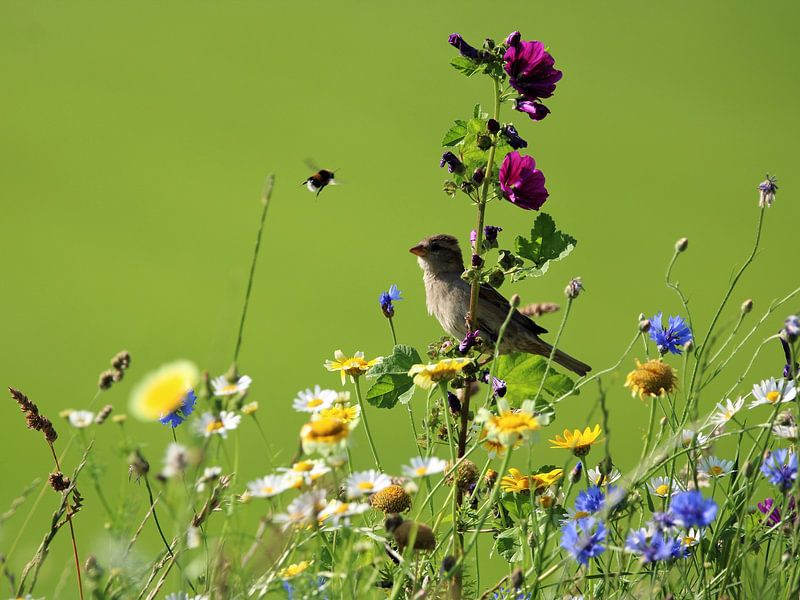 House sparrow and bumblebee by Hermien Huis in ‘t Veld