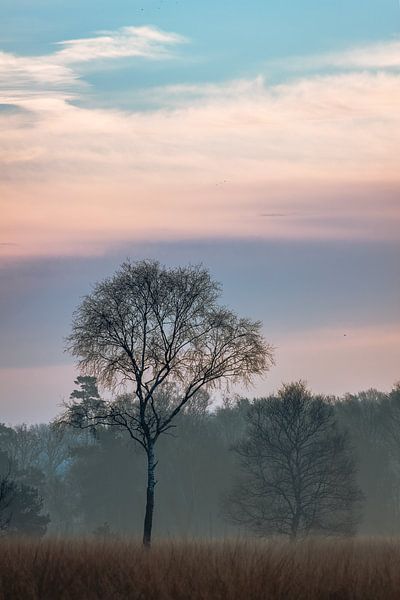 Un arbre pendant l'heure bleue par Jeroen Brasz