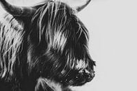 Porträt Hochlandrind, Hochlandkuh