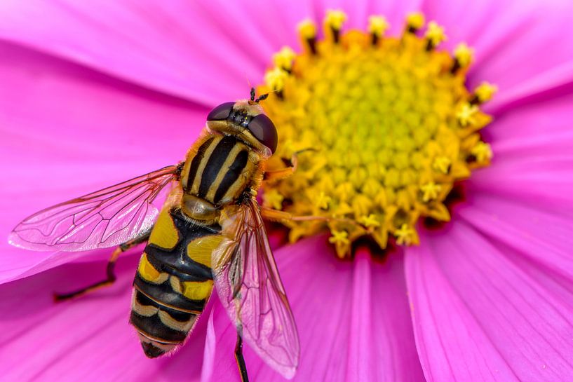 Hoverfly par Sander Peters
