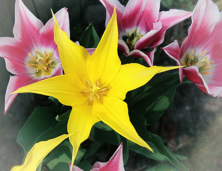 Étoile jaune_SvD par Stefanie van Dijk