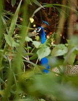 Een pauw in zijn natuurlijke habitat