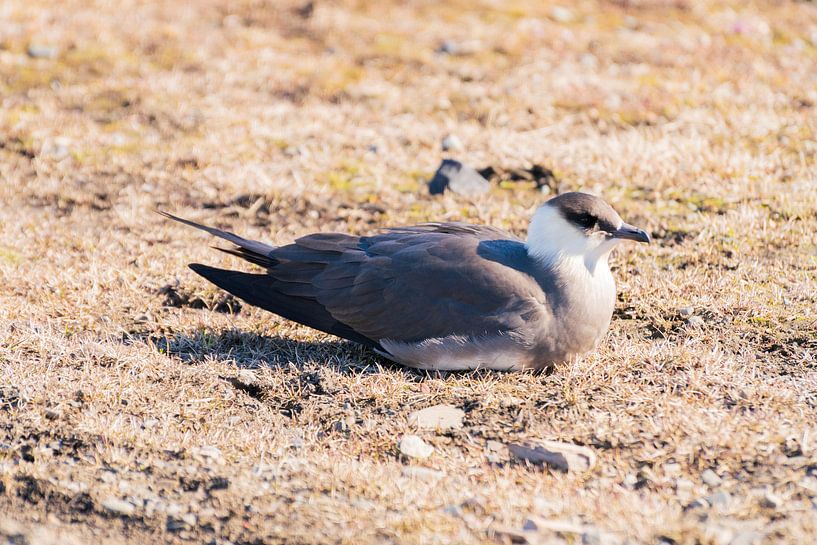 Chasseur. (Oiseau) par Merijn Loch
