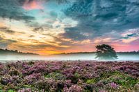Bruyère fleurie du Maashorst