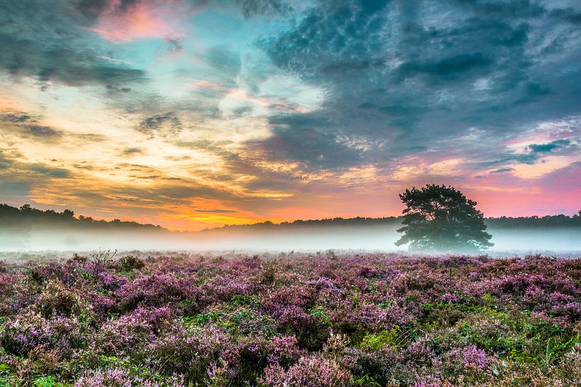 Maashorst flowering heather by Harriëtte Giesbers