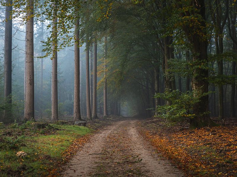 Footpath in the Speulderbos by OCEANVOLTA