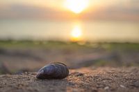 sunset mussel