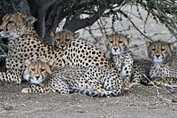 Vier junge Geparden mit ihrer Mutter