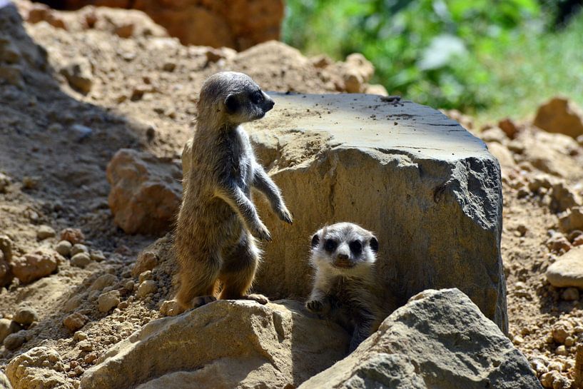Erdmännchens Kinderstube von Ingo Laue