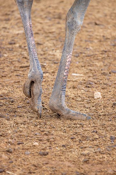 Feet fetish by Nicoline Hoeve