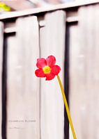 KLAVERTJEVIER IN BLOEI (ALEXX FAASSE, 2016)