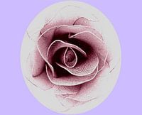 Still Life Salmon Tulle Rose