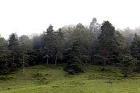 Nebliger Morgen in den Bergen