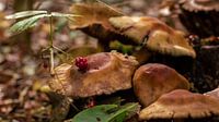 Honey mushrooms with blackberry in autumn