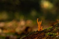 Tiny sticky coral fungus